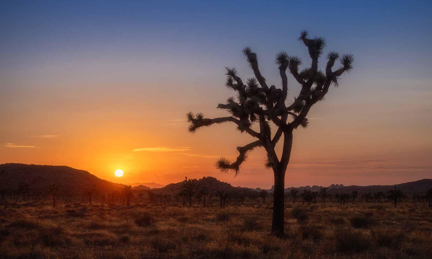 1282 The Lone Joshua Tree