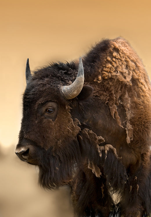 Bison