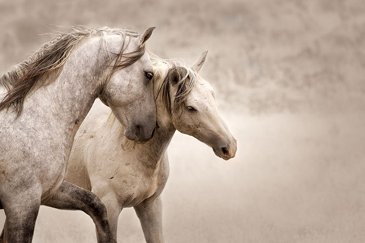 Out of the Dust