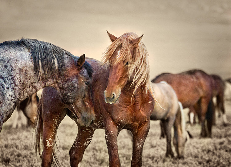 Stallion Talk