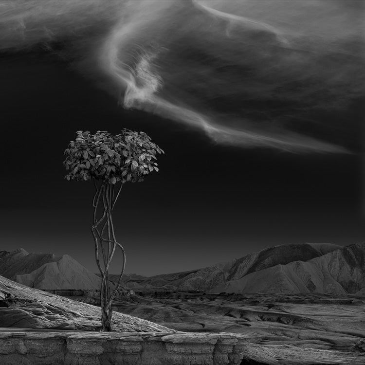 Dennis Chamberlain | A Delicate Existence