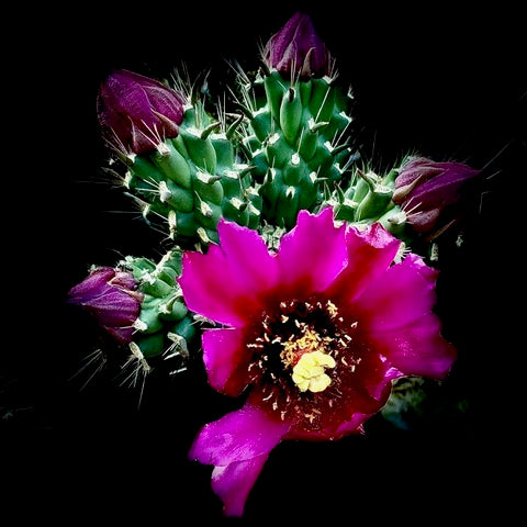 10-F-1 Cactus Flower