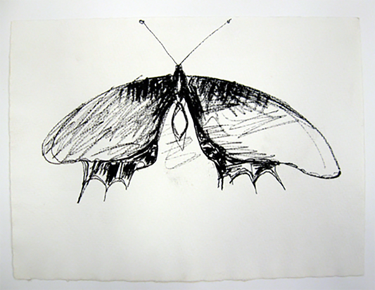 untitled (Moth)