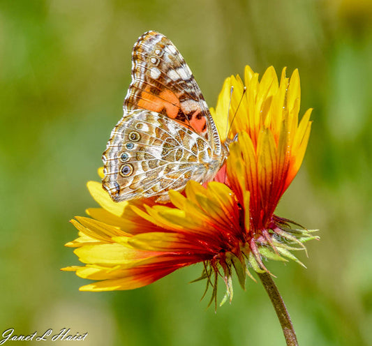 Orange Butterfly 451