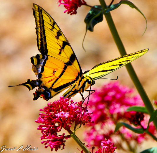 Swallowtail Butterfly 452