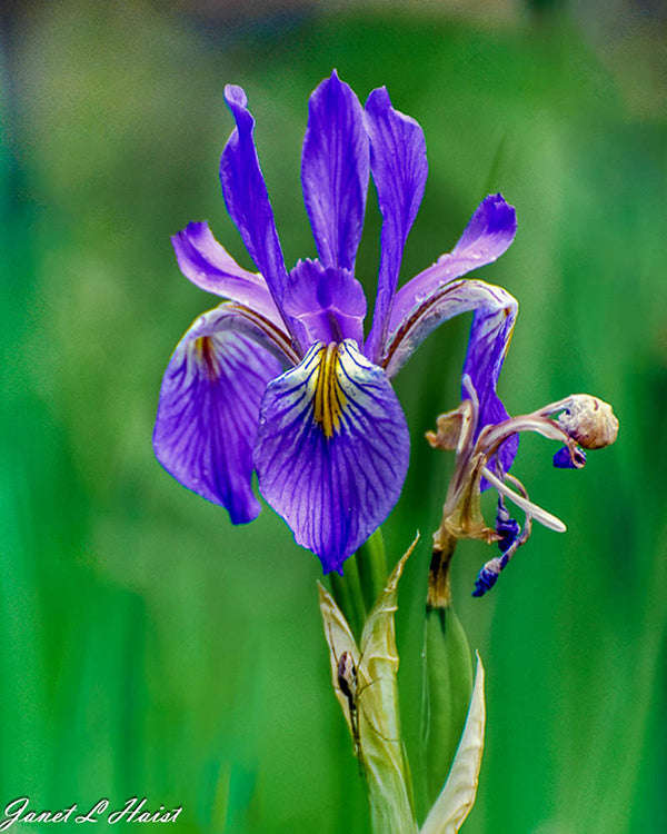 Dark Purple Iris 455