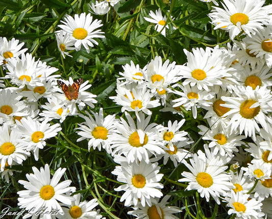 Daisy Spray with Butterfly 456