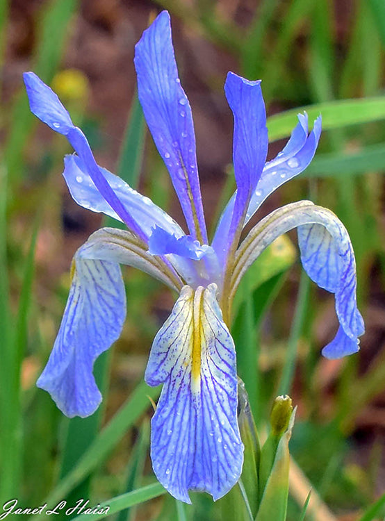 Iris 126  457