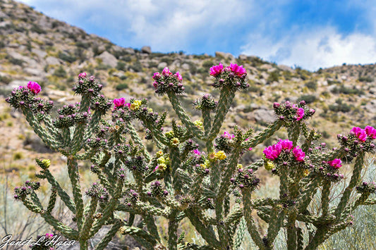 Cactus Bloom a Blaze 461