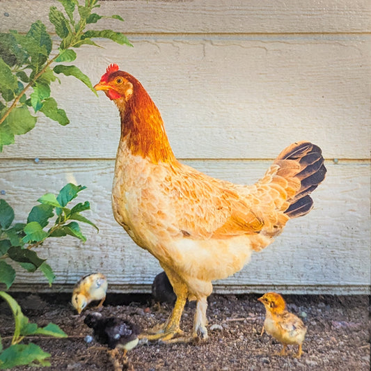 62gs  Hen with Chicks