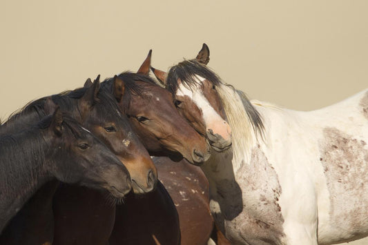 81 The Wild Bunch II