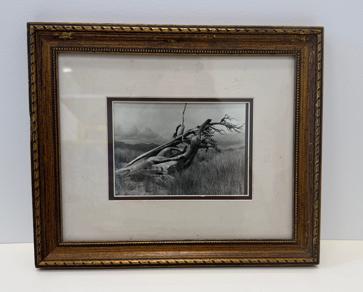 Untitled-Fallen Tree