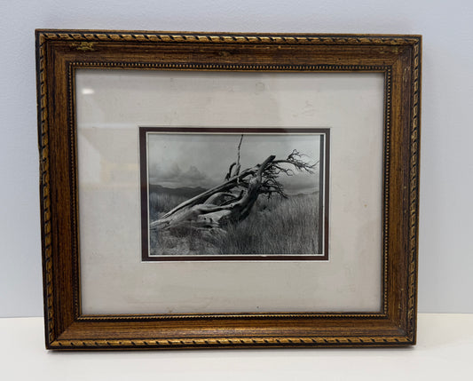 Untitled-Fallen Tree