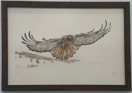 Red Tailed Hawk Soaring