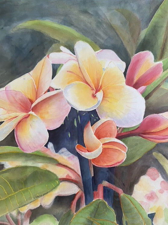 California Plumeria