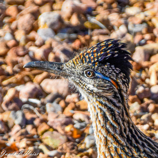 Roadrunner Head 453