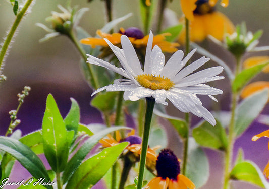 Water drop Daisy 464sas