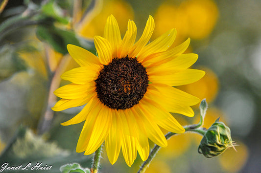 Black-eyed Sunflower 465 sas