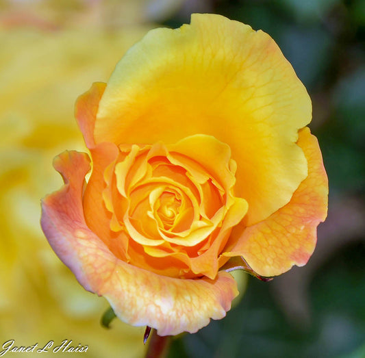 Yellow Rose 478 sas