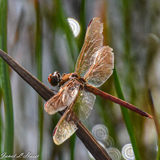 Dragon Fly #6 480 sas