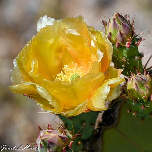 Yellow cactus Bloom 481 sas