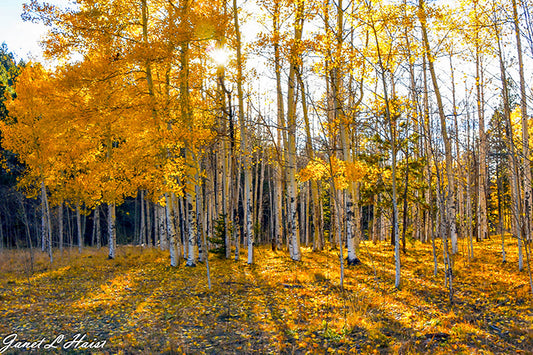 Jemez Fall Aspens 495 sas