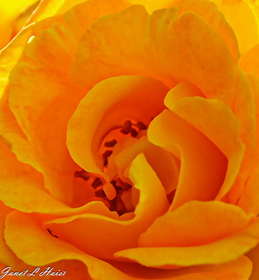 Orange Rose 498 sas