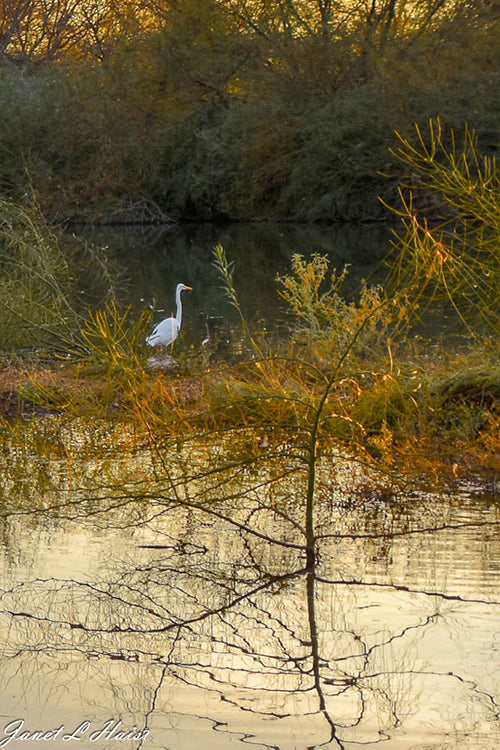 Bosque Del Apache Crane 499 sas