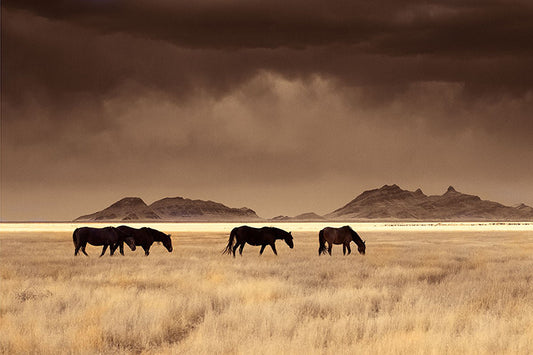 High Desert Nomads