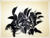 Untitled Dark Leaves rubber plant LR-DR 16-16