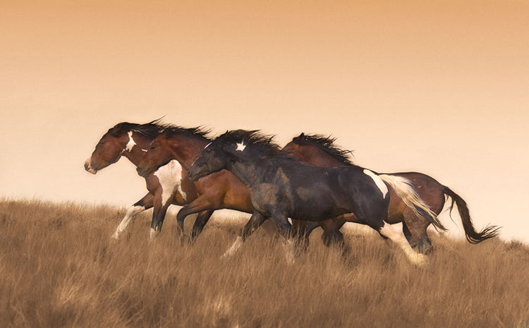 Renegades