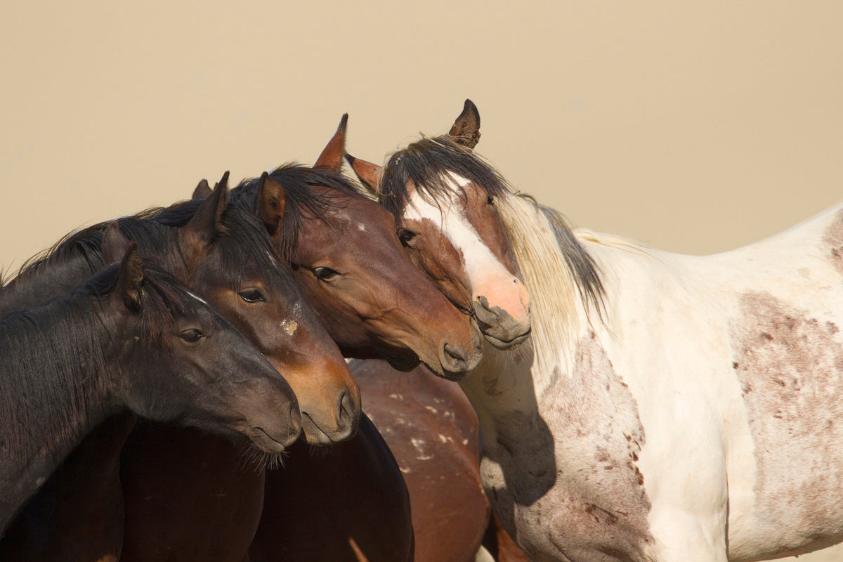 The Wild Bunch