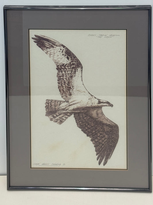 Sea Eagle
