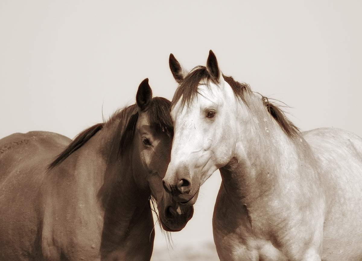Wild Beauties