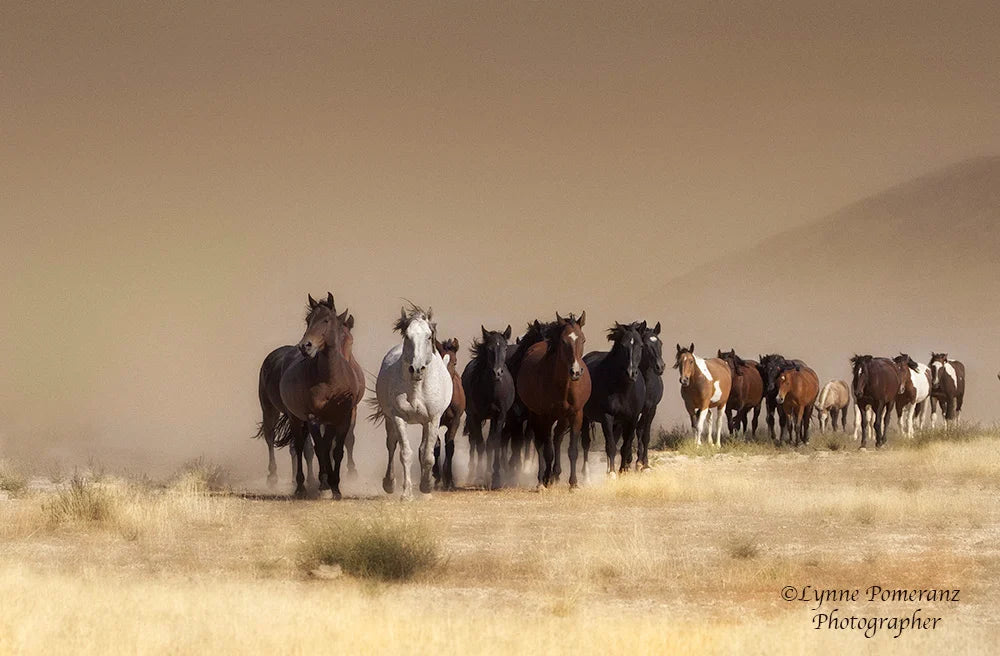 Wild & Free