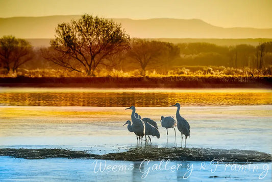 A Peaceful Bosque Del Apache 1233 Infused Aluminum Photography