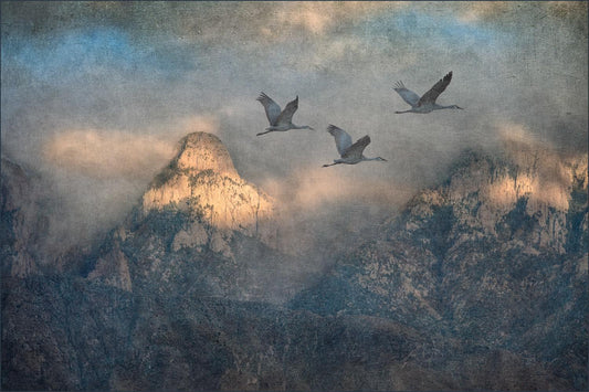 1295 Sandhill Cranes & Sandias