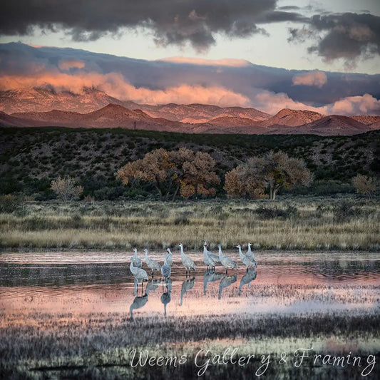 Bosque Del Apache Sunrise 1214 Infused Aluminum Photography