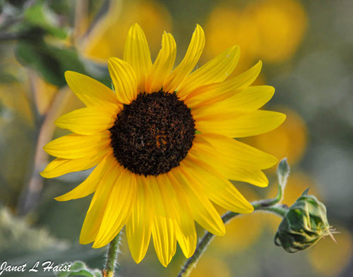 Black-eyed Sunflower #4 343