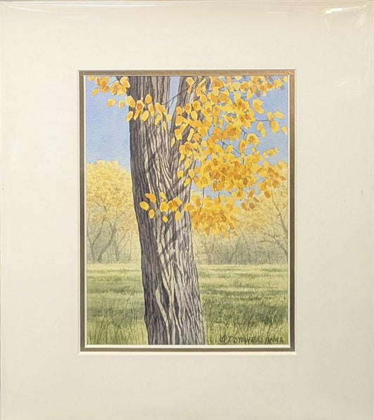 316 Bosque Cottonwood