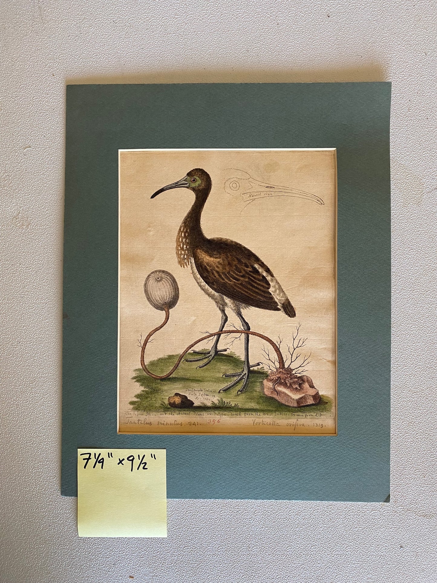 The Ibis and the Animal Plant item_130