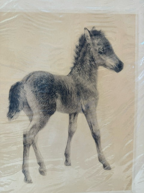 Untitled-Foal item_400