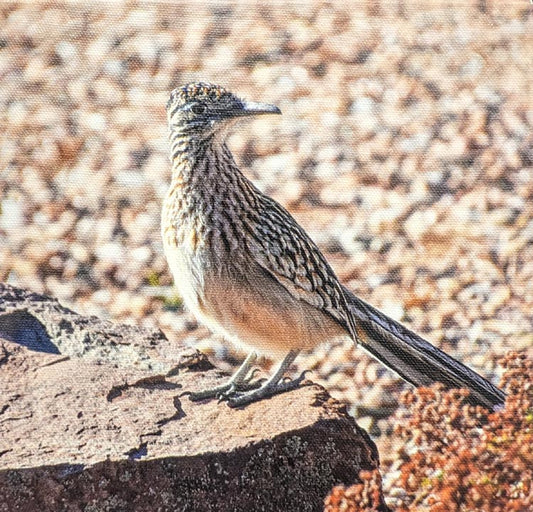 Roadrunner #5 412