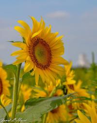 Sunflower #8 by Janet Haist