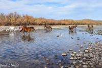 Wild Horses on River by Janet Haist