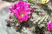 Purple Cactus Bloom by Janet Haist
