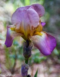 Purple Unfolding Iris by Janet Haist
