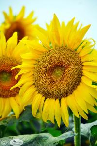 Sunflower #1 by Janet Haist