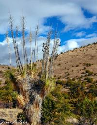Cactus Bloomin w/Blue Sky by Janet Haist