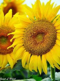 Sunflower #1 by Janet Haist